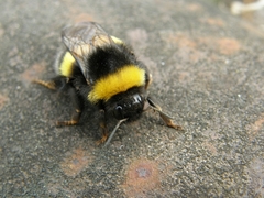 Bombus