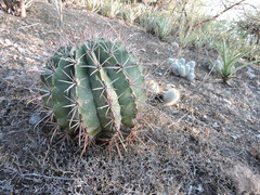 Ferocactus recurvus recurvus