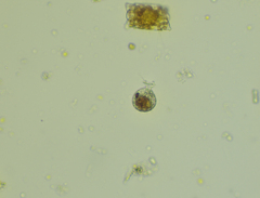 Urceolus cyclostomus