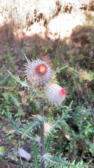 Cirsium ehrenbergii