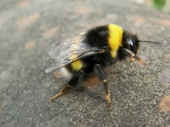 Bombus