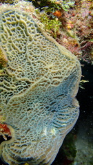 Agaricia humilis