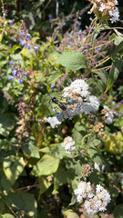 Chrysocale principalis