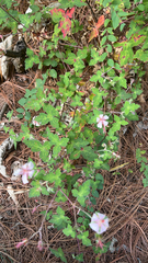 Geranium caespitosum