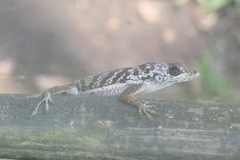 Anolis roquet