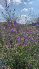 Mirabilis viscosa
