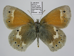 Coenonympha tullia