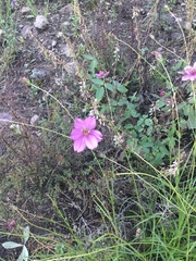 Cosmos linearifolius