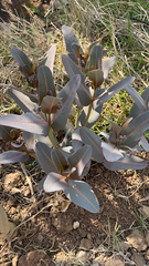 Asclepias glaucescens