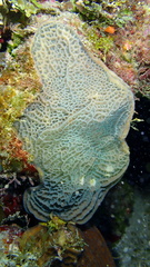 Agaricia humilis