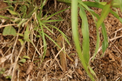 Schistocerca