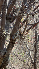 Tillandsia schiedeana