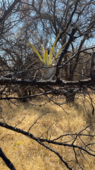 Tillandsia utriculata