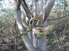 Tillandsia circinnatioides