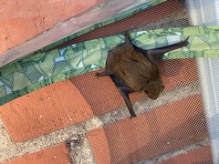 Pipistrellus