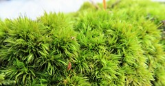 Dicranum flagellare