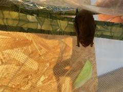 Pipistrellus