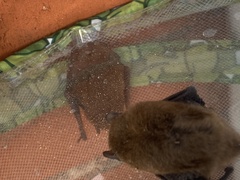 Pipistrellus