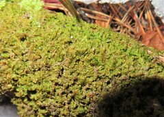 Ptilidium pulcherrimum