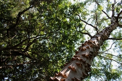 Zanthoxylum rhoifolium