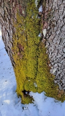 Callicladium imponens