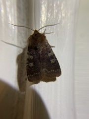 Cerastis tenebrifera