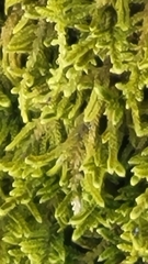 Callicladium imponens