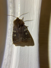 Cerastis tenebrifera