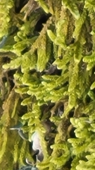 Callicladium imponens