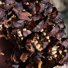 Kopsiopsis strobilacea