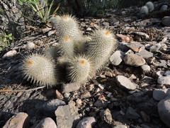Mammillaria dixanthocentron