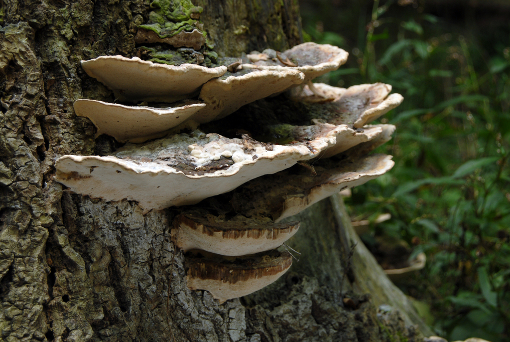 Vanderbylia fraxinea from Parco di Monza (MB) on September 27, 2020 at ...