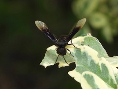 Parachartergus apicalis