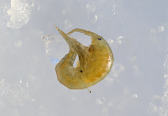 Gammarus lacustris
