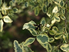 Parachartergus apicalis