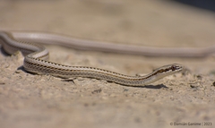 Philodryas psammophidea