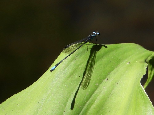Acanthagrion image