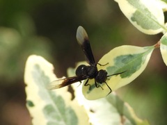 Parachartergus apicalis