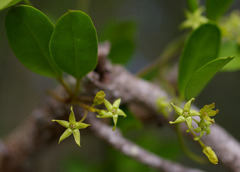 Vincetoxicum carnosum