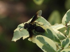Parachartergus apicalis