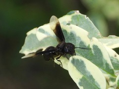 Parachartergus apicalis