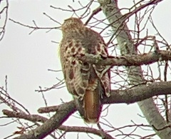 Buteo jamaicensis