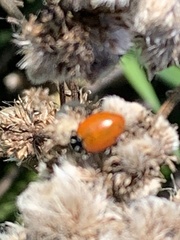 Hippodamia convergens