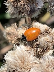Hippodamia convergens