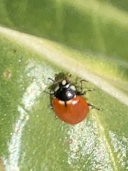 Hippodamia quinquesignata