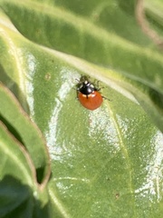 Hippodamia quinquesignata