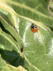 Hippodamia quinquesignata