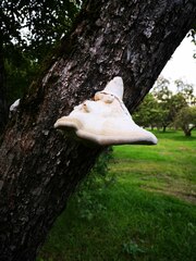 Fomitopsis betulina