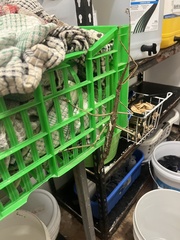 Acrophylla wuelfingi