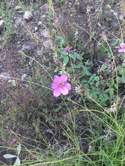 Cosmos linearifolius
